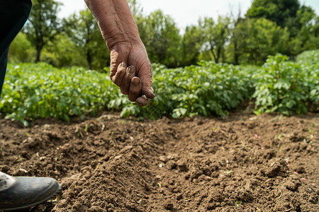 在田间作物播种上植子豆的女农民妇近亲手土地树苗球栽培高清图片素材