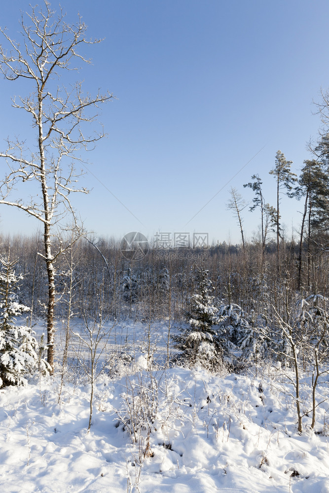 在冬季森林中有雪和霜冻的阳光天气和蓝色的空冬季气候充满活力假期图片