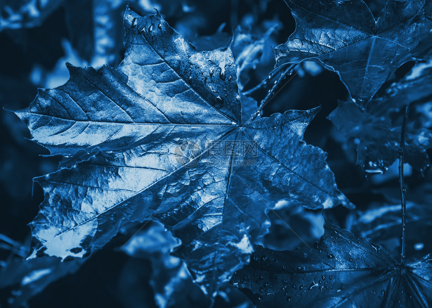 宏碁深色枫叶与雨滴特写经典的蓝色调模糊自然背景具有复制和设计空间选择聚焦浅景深20年颜色树时髦的图片