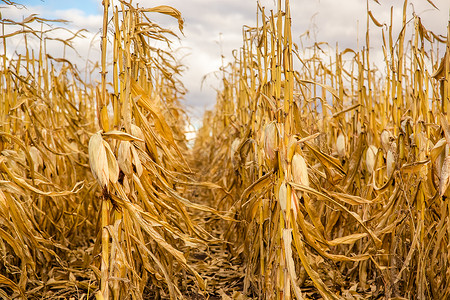 带玉米的农田用收割黄田成熟冬天空图片