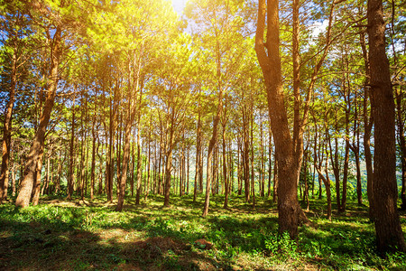 秋天美丽的Larcher森林夏季有不同的树木山上平原林绿在自然的足迹上早晨踪风景高清图片素材