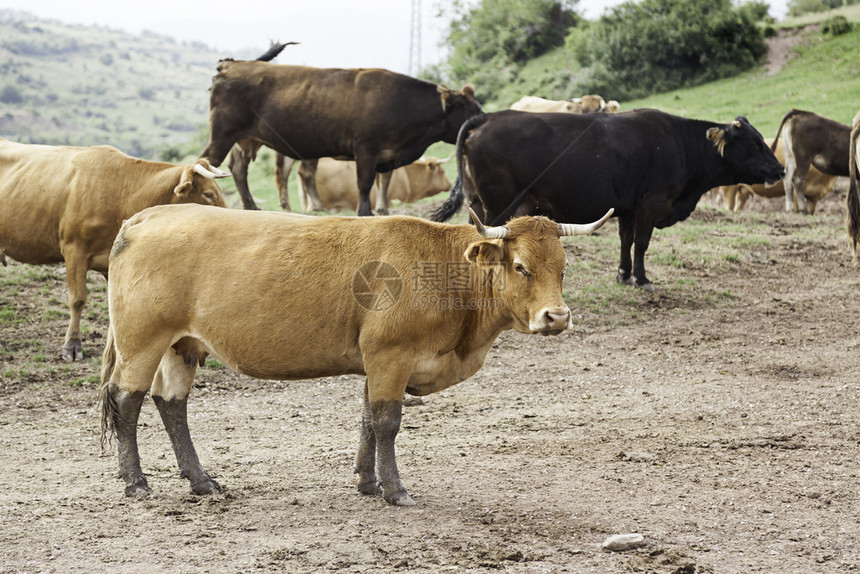 山中牛群野兽牲畜和牧业的详细节牛奶荒野农业图片
