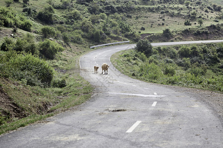 山中牛群野兽牲畜和牧业的详细节乡村的场地好奇图片