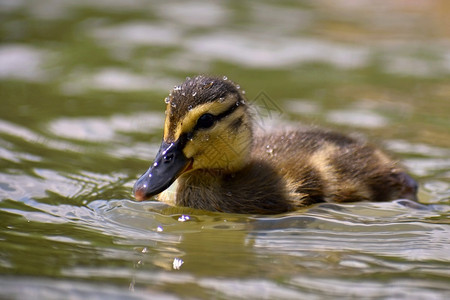 池塘里一只小鸭子户外高清图片素材