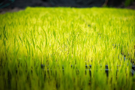 农村可供稻田种植的已准备好水床图片