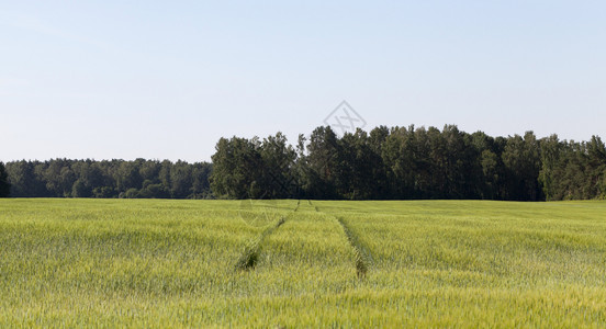 面包大麦农用谷物田于获取面粉和烘烤Rye田环境图片