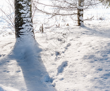 白色的新在阳光明媚下冬季森林边缘的树丛中冷冻爬坡道高清图片素材