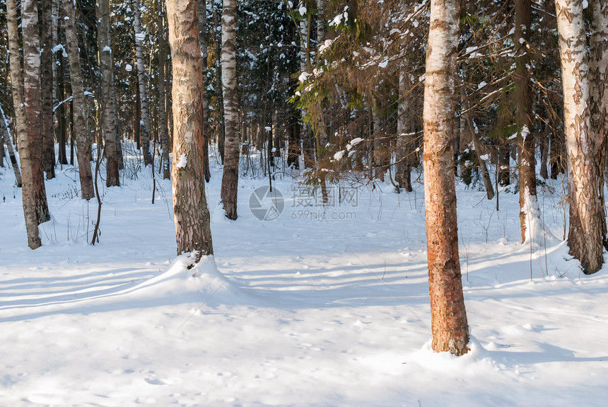 天气树霜森林中的冬季风景雪覆盖的峡谷图片