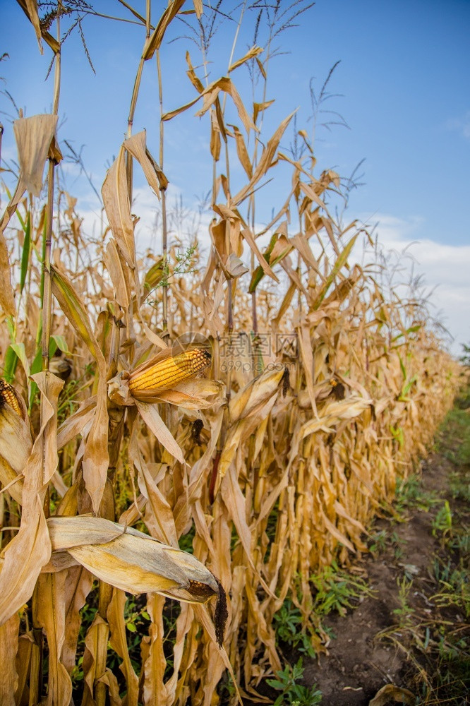 绿色饲料生长和改变成熟玉米颜色的农田照片以小景深近距离拍摄秋季生长和改变成熟玉米颜色的农田行业图片