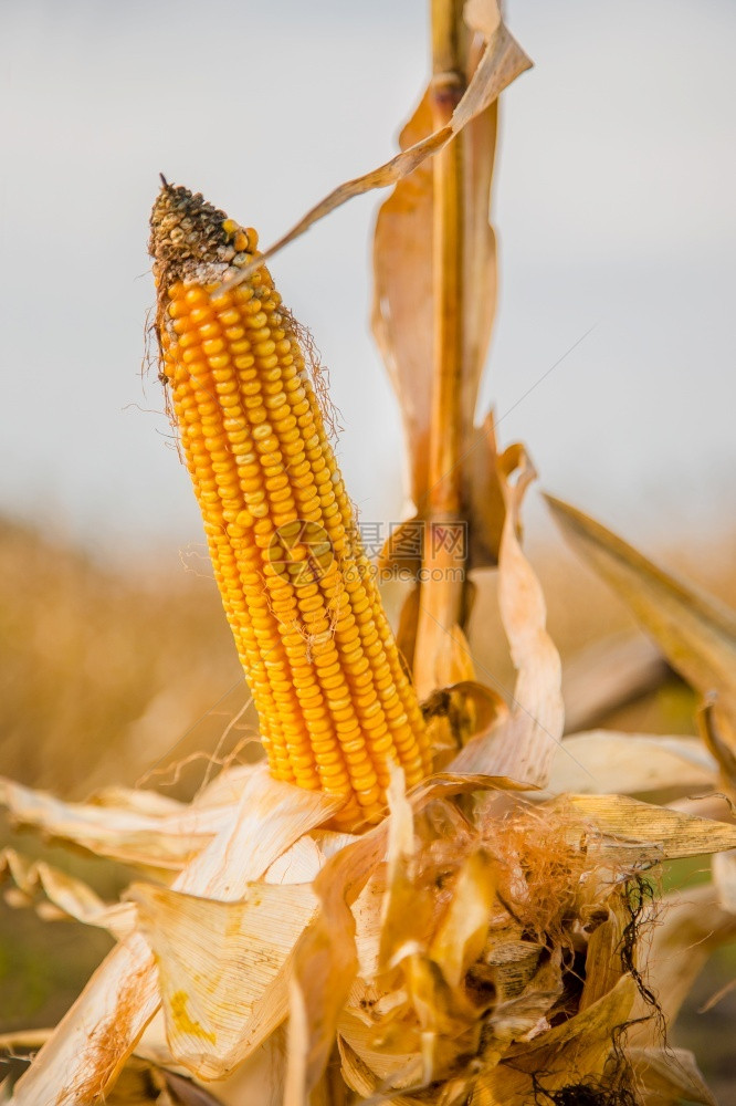 外壳生长和改变成熟玉米颜色的农田照片以小景深近距离拍摄秋季生长和改变成熟玉米颜色的农田秋天粮食图片