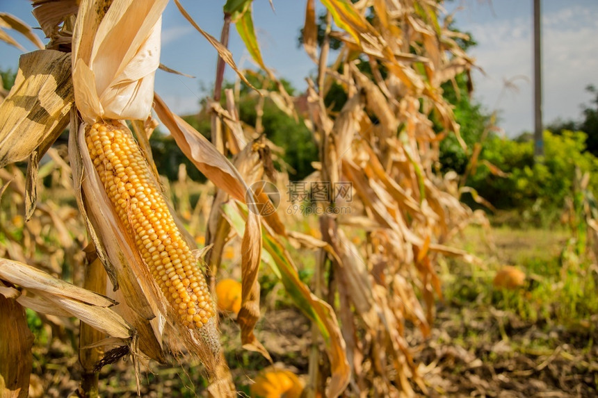 生长和改变成熟玉米颜色的农田照片以小景深近距离拍摄秋季生长和改变成熟玉米颜色的农田季节外壳场图片