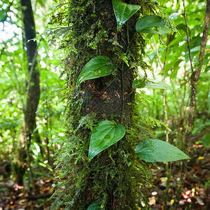 生长在深苔热带雨林中生长的野丽花植物郁葱根树图片