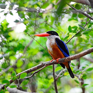 单身的休息色彩多鸟儿黑头捕王海西龙堆积在树枝上自然背景中公园图片