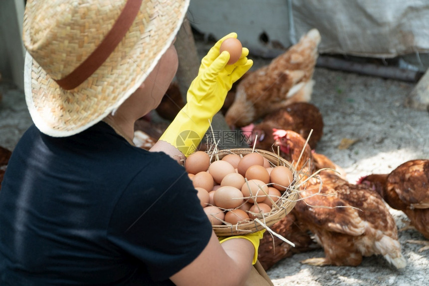 农民妇女穿着黑衬衫戴黄色橡胶手套棕围裙正在家中一个养鸡场的将新鲜蛋收集成篮子母鸡早餐新鲜的图片
