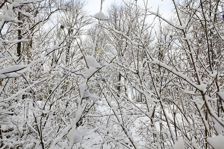 天气枝条分支机构在公园里生长的树上画像紧靠在天雪覆盖的树上近距离接天空雪覆盖的树上温度高清图片素材