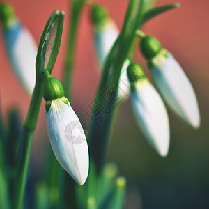 季节公园春天的花朵雪莲在日落时草丛中美丽绽放石蒜科雪花莲美丽的植物高清图片素材