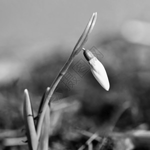 自然植物春天的花朵雪莲在日落时草丛中美丽绽放石蒜科雪花莲白色的森林高清图片素材
