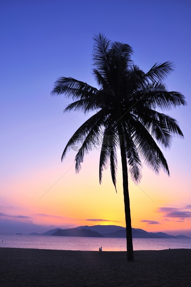 黄昏旅行户外日出时椰子树对天的景观图片