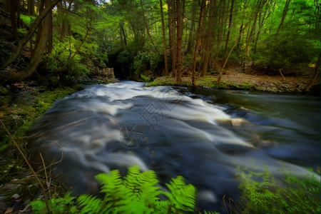 森林溪流的美丽景色树河旅游图片
