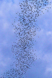 动物一只蝙蝠群飞来吃晚夜的黄昏天空食物放牧蓝色的图片