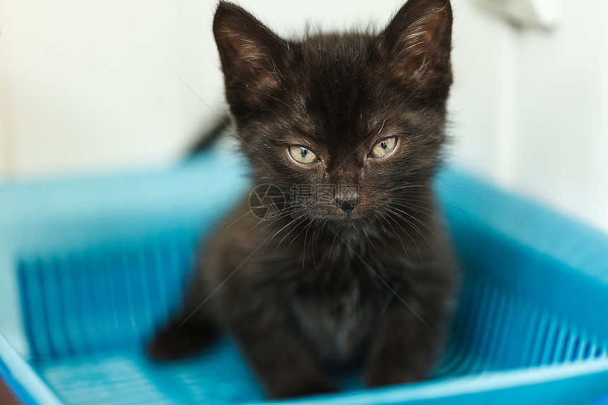 浪费乱一种黑猫在厕所里尿黑猫在厕所里做便图片