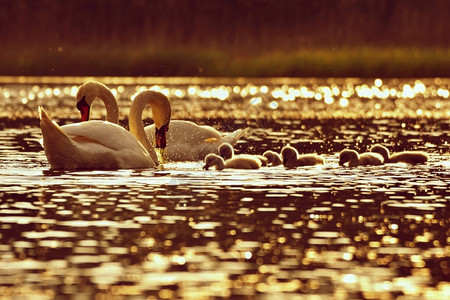 池塘中白天鹅与幼崽背景图片
