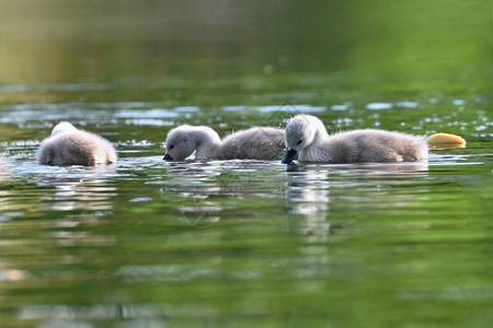 池塘中的天鹅幼崽图片