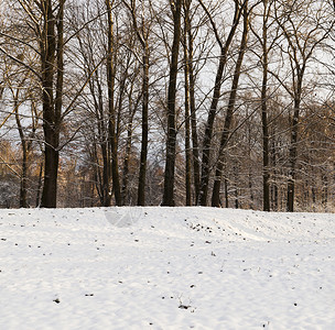 冬季的树木在寒冷天气中拍摄近身照片凉爽的冰霜林地高清图片素材