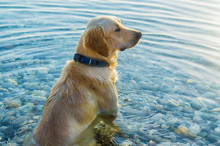 宠物狗坐在水里看远处图片