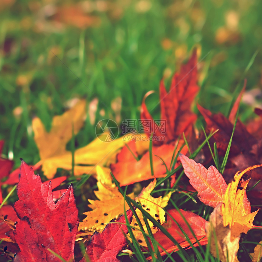 公园草地上多色的落叶图片