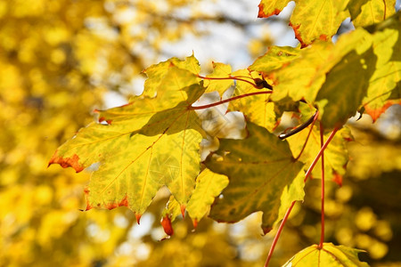 阳光下的秋季树叶图片