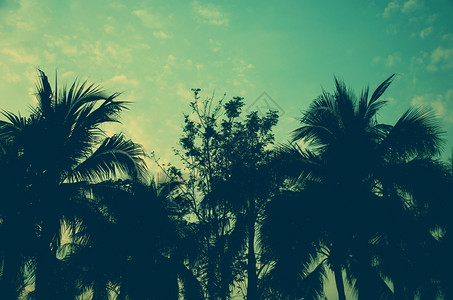 逃脱太平洋旅行美丽的日落背景上棕榈树图片