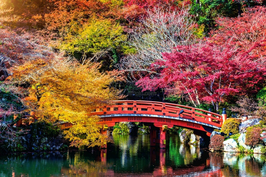 秋季森林里的木桥图片