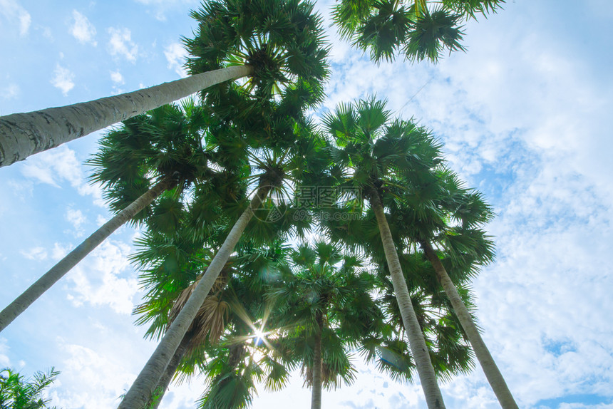 夏天沙滩上的棕榈树和天空图片