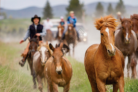 美丽驰骋奔向镜头的野棕马赛跑者图片
