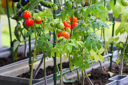 容器蔬菜园艺露台上的菜园红色橙黄黑的西红柿在容器中生长红色黑的西柿在容器中生长食物叶子用背景图片