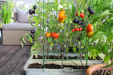 容器蔬菜园艺露台上的菜园红色橙黄黑的西红柿在容器中生长红色黑的西柿在容器中生长番茄城市的夏天背景图片