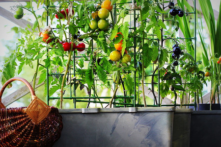 容器蔬菜园艺露台上的菜园红色橙黄黑的西红柿在容器中生长红色黑的西柿在容器中生长农业锅花盆背景图片