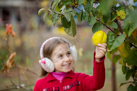 在花园收割可爱女孩从树篮上摘水果从我花园里取出家产的五美分可爱女孩从树上摘下果实维他命收获有机的背景图片