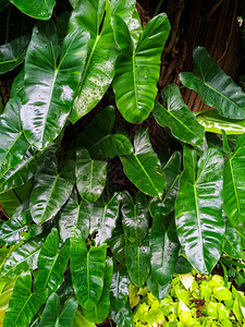 新鲜的含有露水树叶热带自然背景含露水的树叶自然背景户外雨林图片