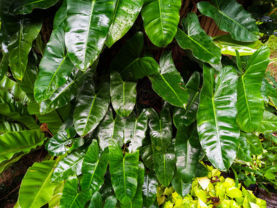 含有露水的树叶热带自然背景含露水的树叶自然背景条纹雨湿的图片