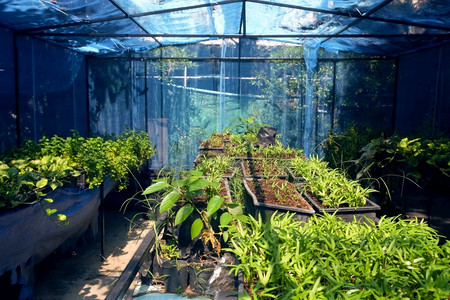 温室种植一些物的种学团体在室内图片