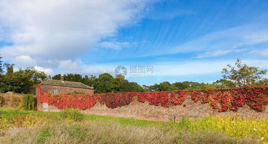 在英格兰西约克郡一座房子的秋幕中一块满是红秋叶的砖墙上盖着红色秋叶橙枫英国图片