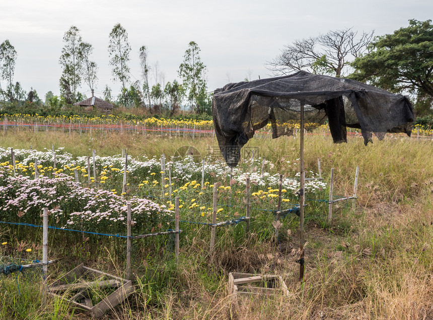 旧金属雨伞在乡村花卉农场的棚附近有遮光网丰富多彩的植物优质图片