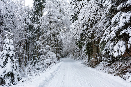 小路间公路寒冷的小路冬季风景深森林树木间白色和雪的公路场景背景