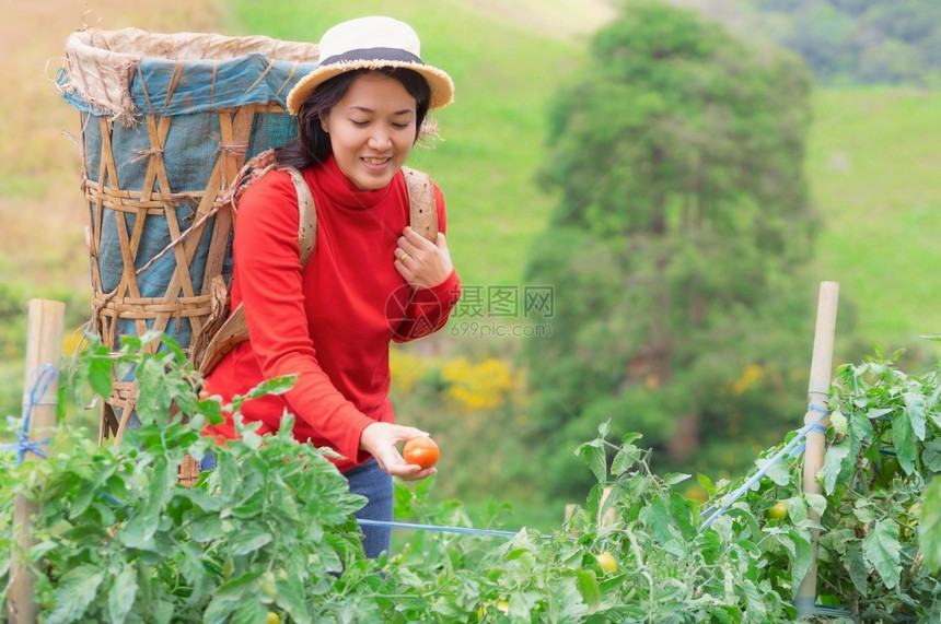 有机的手可口在农场亚洲青年妇女在花园里用篮子捡有机番茄花朵里用一篮子来摘番茄图片