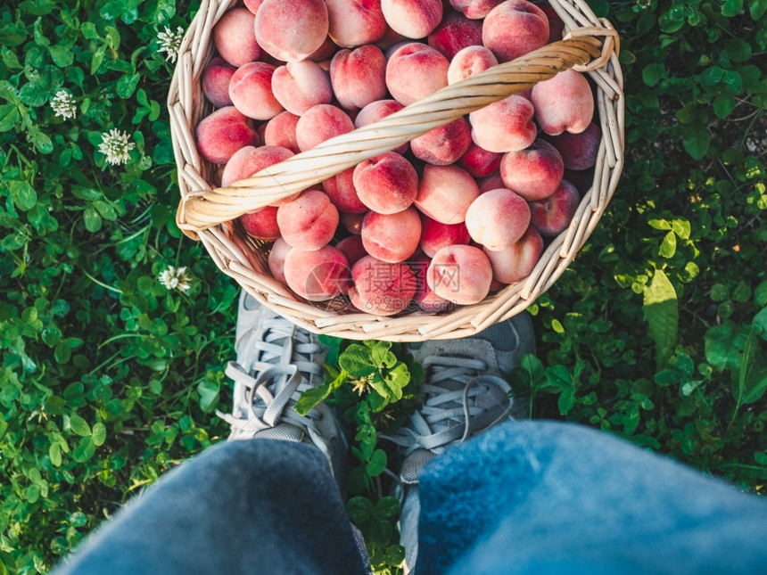 花园庄稼从上到下看户外概念一种美味健康的饮食篮子一种成熟多汁的桃子近似于食物和健康的篮子美味图片