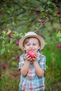 在果园里采摘苹果的小男孩图片