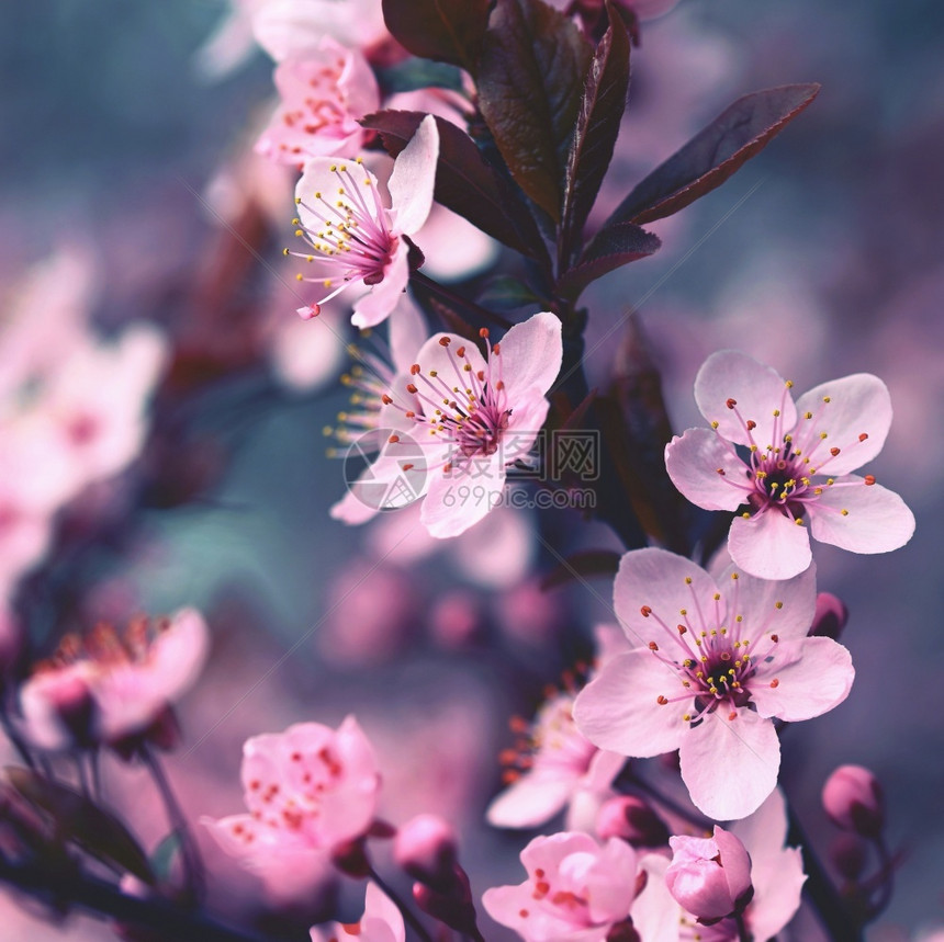 芽新鲜的温和美丽日本樱桃花季节背景外出天然模糊的背景在阳光明媚的春日盛开花树图片