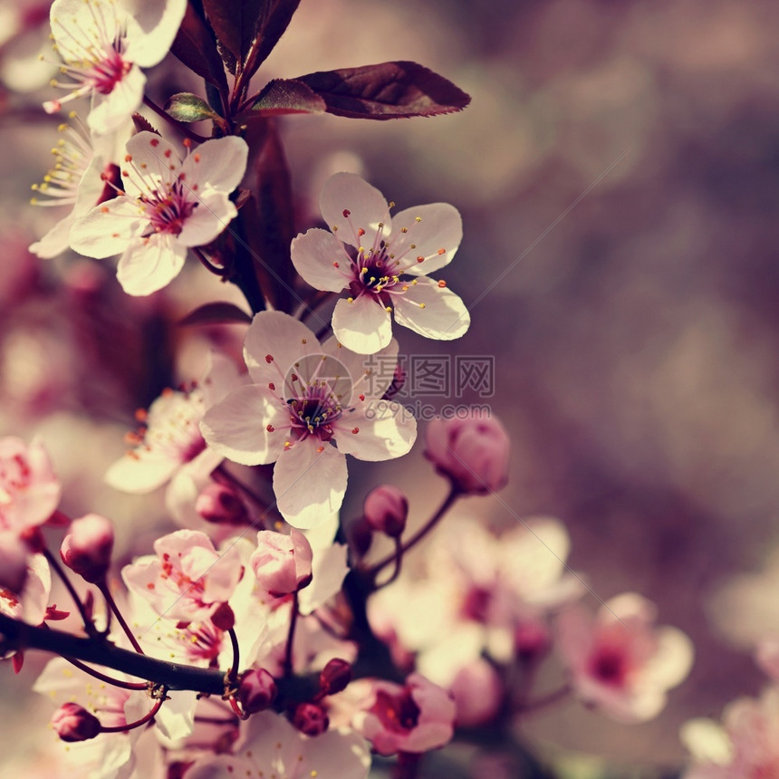 果园颜色美丽的日本樱桃花季节背景外出天然模糊的背景在阳光明媚的春日盛开花树东方的图片